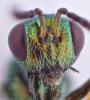 Torymus sp.